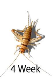Crickets 4 Weeks (1/2")