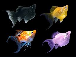 Molly Fish