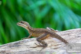 Brown Basilisk