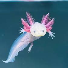 Axolotl