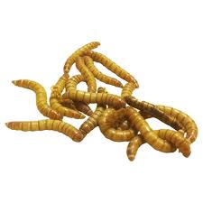 Mealworms