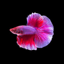 Betta Fish
