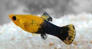 Molly Fish