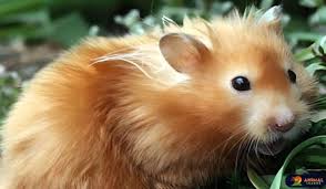 Teddy Bear Hamster