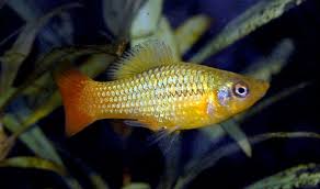 Platy Fish