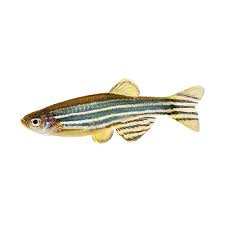 Danio Fish
