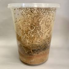 Fruit Fly Culture