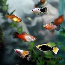 Platy Fish