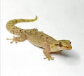 Mourning Gecko