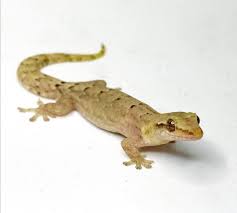 Mourning Gecko