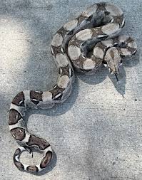 Boa Constrictor