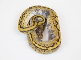 Ball Python