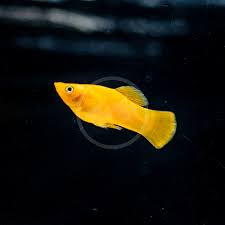 Molly Fish