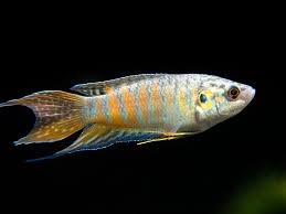 Gourami Fish
