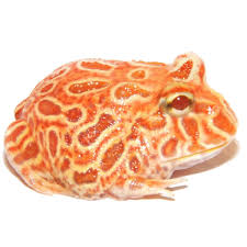Pacman Frog
