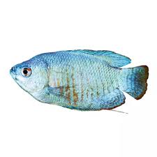 Gourami Fish