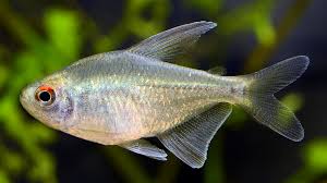 Tetra