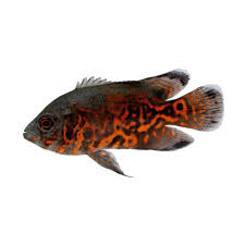 Oscar Fish Assorted