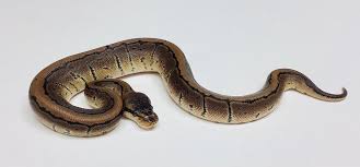 Ball Python