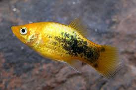 Platy Fish