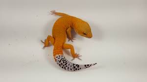 Leopard Gecko