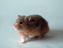 Hamster- Regular