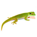 Giant Day Gecko