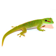 Giant Day Gecko