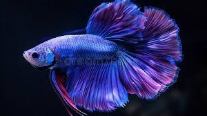 Betta Fish