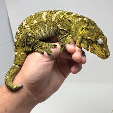 Leachianus Gecko