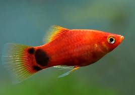 Platy Fish