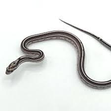 Corn Snake