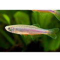 Danio Fish