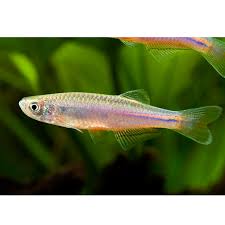 Danio Fish