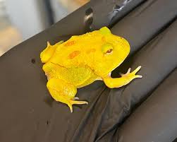 Pacman Frog