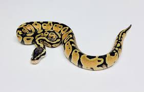 Ball Python