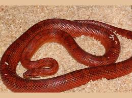 Corn Snake