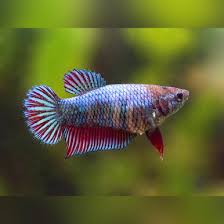 Betta Fish