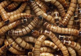 Superworms