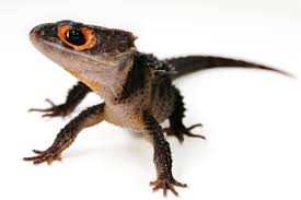 Red Eyed Crocodile Skink-*SCAR*