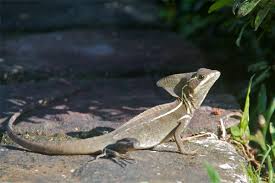 Brown Basilisk