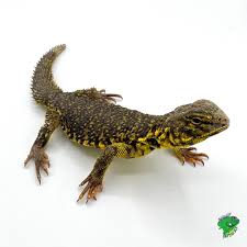 Uromastyx