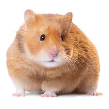 Hamster- Regular