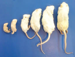 Frozen Feeder Mice