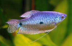 Gourami Fish