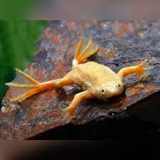 African Dwarf Frog