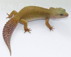 Leopard Gecko