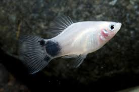 Platy Fish