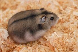 Russian Dwarf Hamster