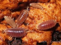 Isopods